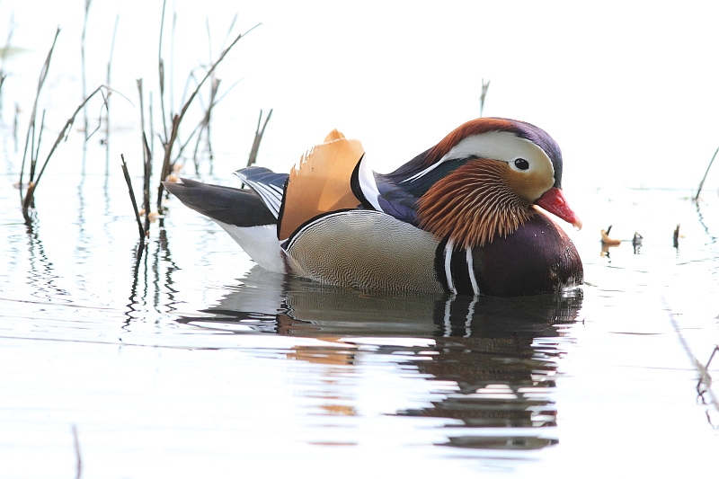 J14_0386 Mandarin.JPG